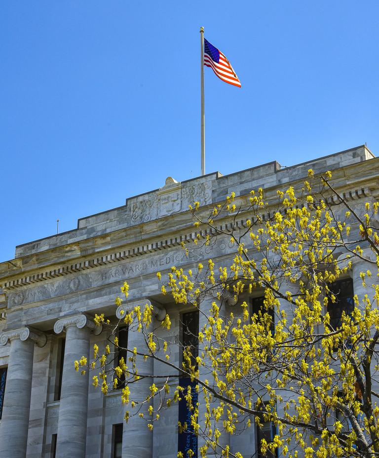 The American Flag flies over Harvard Medical School’s Gordon Hall, with new spring oak leaves on a tree in the foreground.